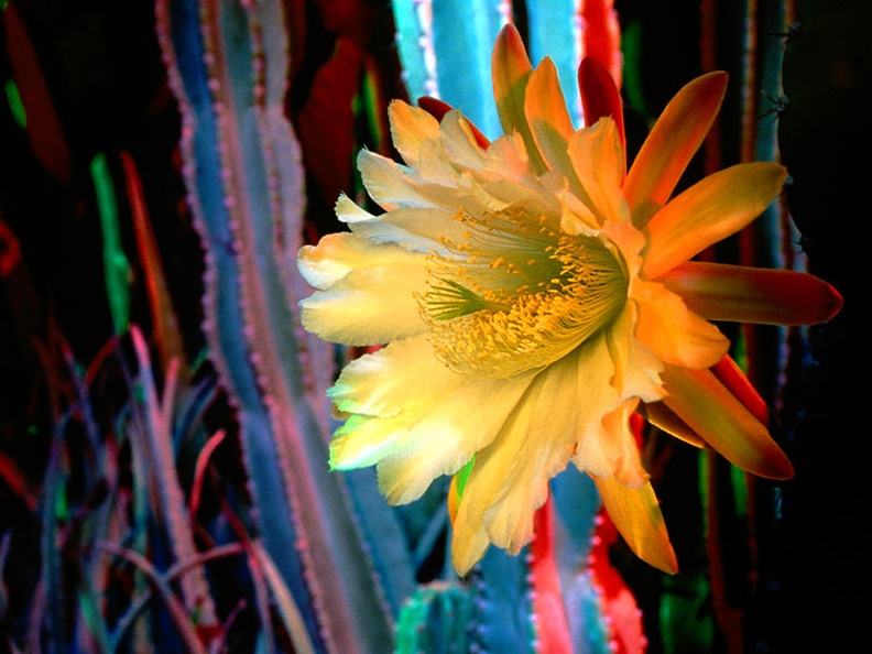 Illuminating, Cactus Flower